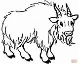 Goat Printables Coloring Pages  Home sketch template
