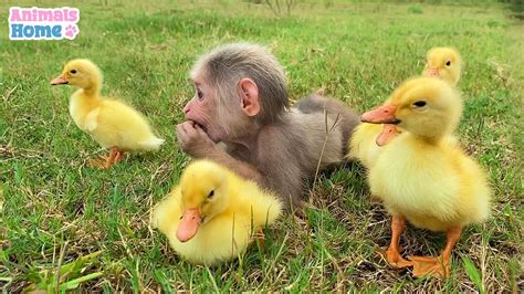 Sweet moments of monkey BiBi and friends - YouTube