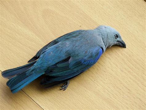 Dead Bird | This little blue bird crashed in to my office wi… | Flickr