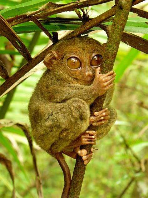 Siau Island Tarsier (Critically Endangered, Not Quantified) | Primates, Animals beautiful, Animals