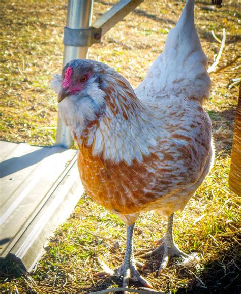 Easter Egger Pics!!! | BackYard Chickens - Learn How to Raise Chickens