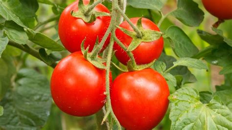 Are Tomato Leaves Safe To Eat? Exploring Tomato Leaf Consumption