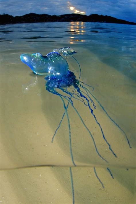 Global swarming: are jellyfish taking over our oceans? - Australian ...