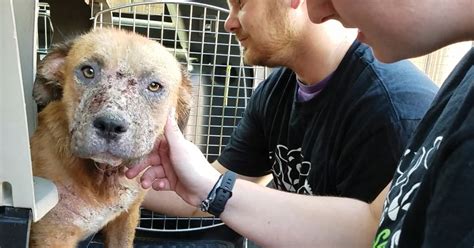 Rescuing, investigating and prosecuting animal abuse: Behind the scenes | The Seattle Times