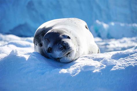 Antarctic Wildlife | Guide & Travel Advice | Swoop Antarctica