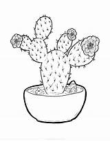 Printable Cactus Coloring Pages  Templates sketch template