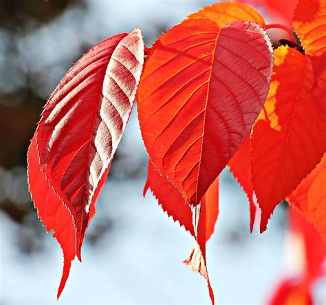 Free picture: nature, red leaf, autumn, plant, tree, red, branch