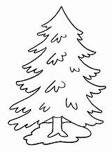 Pine Tree Coloring Page At GetColoringscom  Free Printable Colorings sketch template