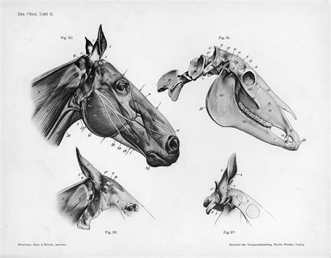 File:Horse anatomy head.jpg - Wikimedia Commons