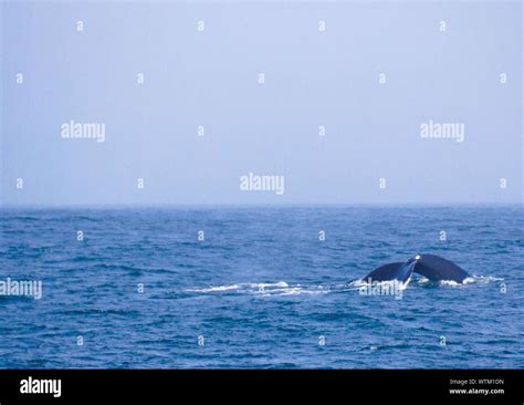 Blue whale breaching hi-res stock photography and images - Alamy