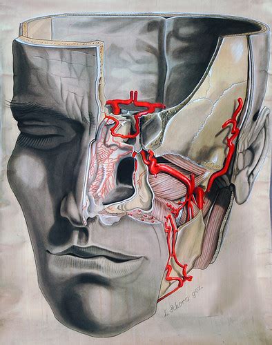 Maxillary Artery | By Elisa Schorn. From the anatomical lite… | Flickr