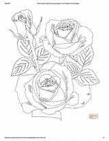 Flower Coloring Page  Roses Download Printable PDF Templateroller sketch template