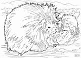 Porcupine Coloring Pages Line Printable Drawing Color Kids Animal  sketch template