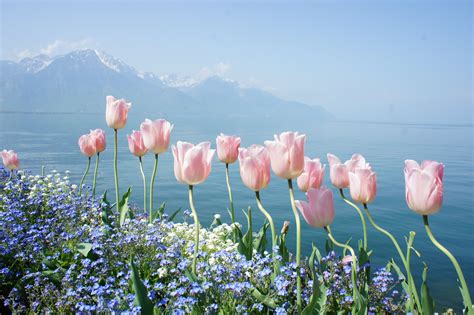 Spring flowers tender mountains water wallpaper | 4592x3056 | 309958 ...