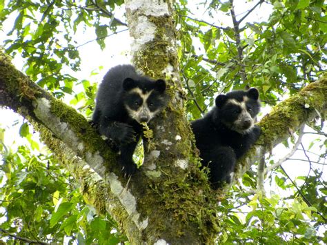 Spectacled Bear cubs | Spectacled Bear Cubs, Maquipucuna Res… | Flickr