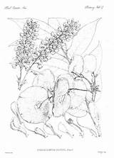 Botany Coloring Book Pages sketch template