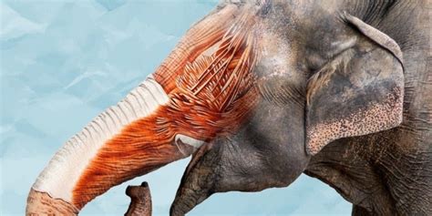 The Elephant Trunk: Fun Facts On This Incredible Appendage