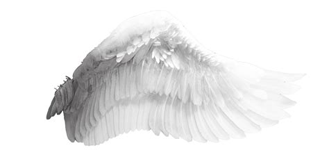 Angel Wings Png Drawing Pencil Angel Wings Free Transparent Clipart | My XXX Hot Girl