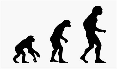 Evolution Of Humans, HD Png Download - kindpng