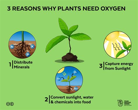 Plants-Need-Oxygen | Your Indoor Herbs and Garden