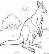 Animal Kangaroo Coloring Pages » Turkau sketch template