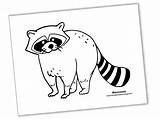 Realistic Raccoon Coloring Page sketch template