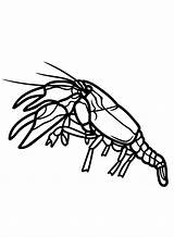 Crawfish Coloring Pages Printable For Free Download sketch template