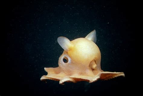 Cute Underwater Creatures Made Up