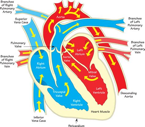 blood flow thru the heart ex phys Diagram | Quizlet