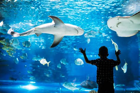 15 Best Aquariums In Florida You Won't Want To Miss