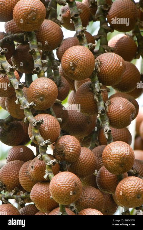 Ite Palm (Mauritia flexuosa) fruits Iwokrama Rainforest Guiana Shield ...