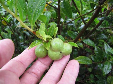 Camellia sinensis (Assam Tea, Tea Camellia, Tea Plant, Tea Tree ...