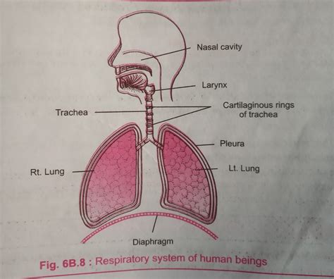 Draw a diagram of human respiratory system and level of it - Brainly.in