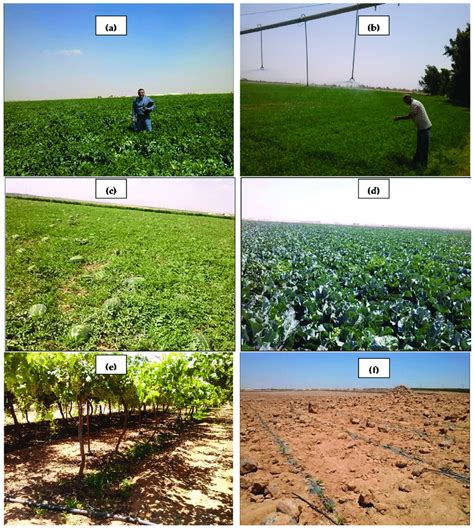 Examples on irrigated crops and irrigation practices in the three ...