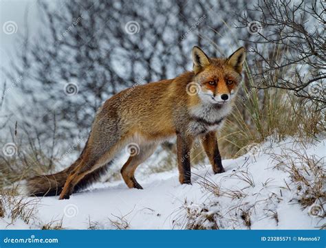 Red Fox In The Snow Stock Image - Image: 23285571