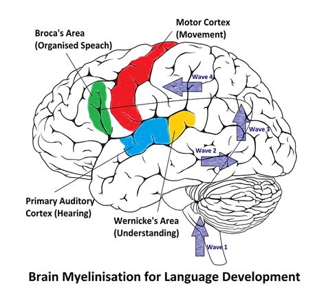 Brain Development Chart