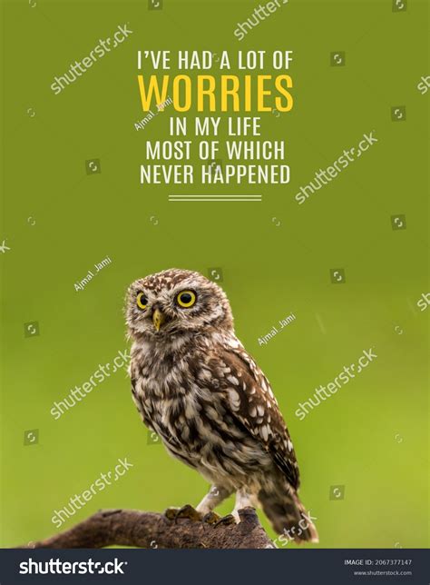 116 Owl Quotes Stock Photos, Images & Photography | Shutterstock