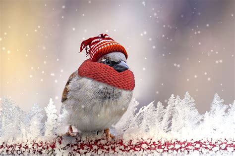 closeup, photo, gray, brown, bird, sparrow, winter, feather | Piqsels