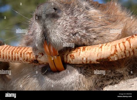 Why Do Beavers Have Red Teeth - TeethWalls