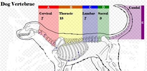 Can Dogs Get Pinched Nerves in Their Neck and Back? - Dog Discoveries