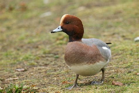 Male Eurasian Wigeon | BirdNote