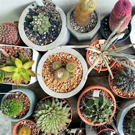 8 Easy Types of Cactus for Beginner Gardeners to Grow | Family Handyman