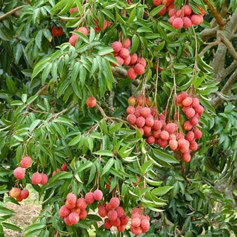 7 Best patio fruit trees zone 6 ideas | fruit trees, fast growing trees ...