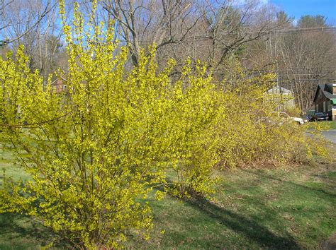 forsythia hedge | Climbing vines, Hedges, Spring bulbs