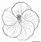 Hibiscus Flower Coloring Page Printable sketch template