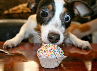 dog eating cake Blank Template - Imgflip