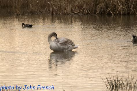 Portbury Nature Reserve Jan 2018 | Flickr