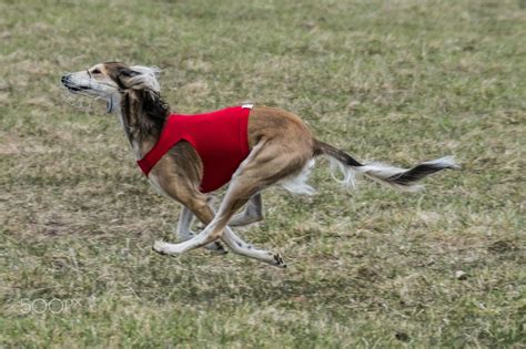 saluki running - In Latvian cursing 2017 | Saluki, Dog runs, Animals