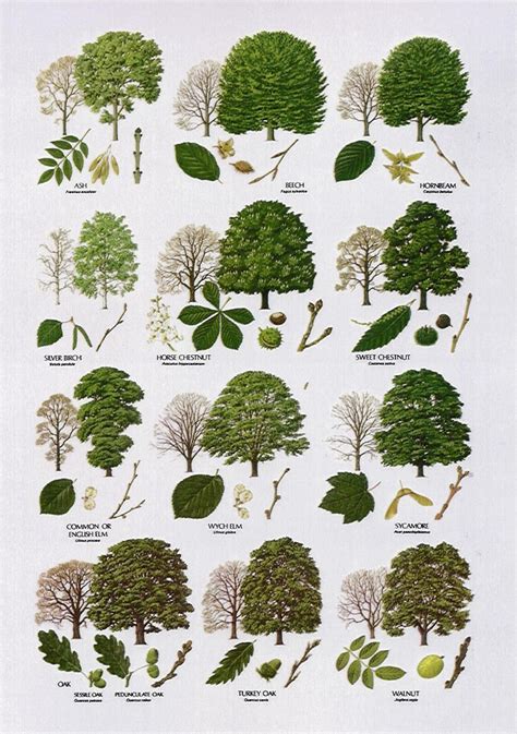 Native Trees - Broad Leaved More … | Pinteres…