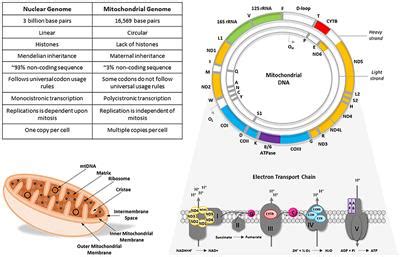 Frontiers | The Role of Mitochondrial DNA Variation in Drug Response: A Systematic Review